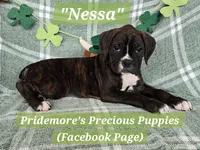 **PENDING Sale***AKC Brindle "Nessa", a female Boxer for sale in Norwood, MO – Photo 3 of 3