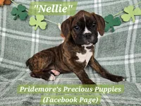 ***PENDING***AKC Brindle "Nellie", a female Boxer for sale in Norwood, MO – Photo 2 of 3
