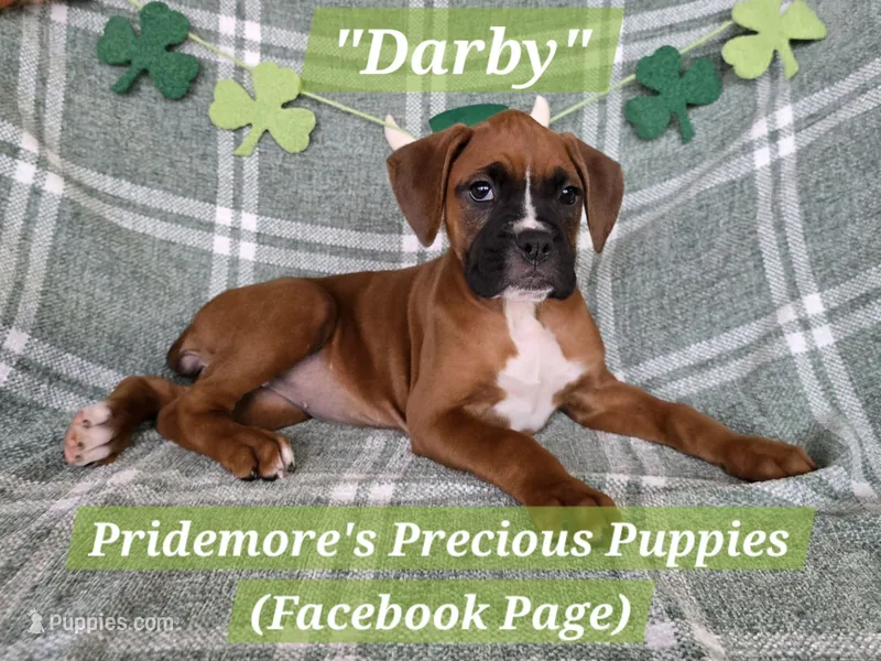 AKC Fawn "Darby" – Boxer puppy for sale in Norwood, MO