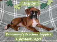 AKC Fawn "Darby", a female Boxer for sale in Norwood, MO – Photo 1 of 3