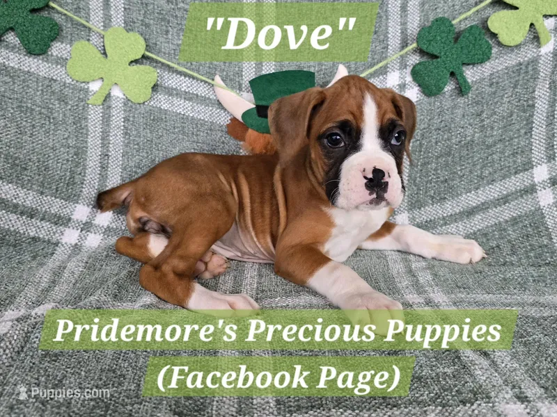 AKC Flashy Fawn "Dove" – Boxer puppy for sale in Norwood, MO
