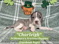 HOLD**ACA "Charleigh" Blue&White Merle, a female Beagle for sale in Norwood, MO – Photo 2 of 4