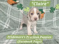 ***Sale Pending***ACA "Claire" Blue Tri Merle, a female Beagle for sale in Norwood, MO – Photo 2 of 3
