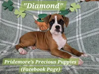 AKC Flashy Fawn "Diamond", a female Boxer for sale in Norwood, MO – Photo 2 of 3