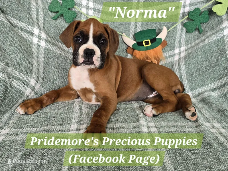 **PENDING**AKC Flashy Fawn "Norma" – Boxer puppy for sale in Norwood, MO