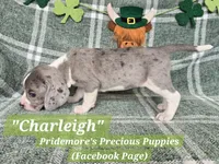 HOLD**ACA "Charleigh" Blue&White Merle, a female Beagle for sale in Norwood, MO – Photo 3 of 4