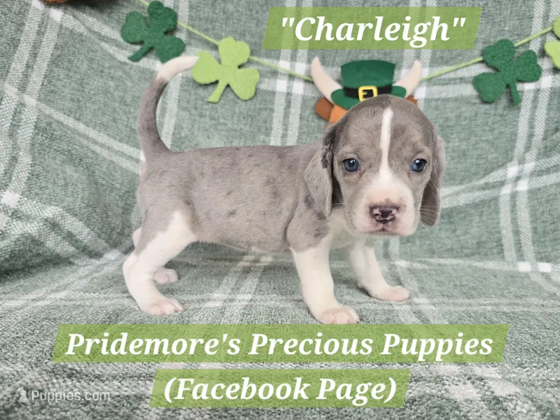 HOLD**ACA "Charleigh" Blue&White Merle – Beagle puppy for sale in Norwood, MO