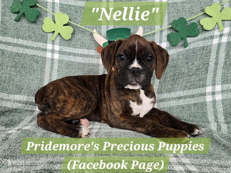 ***PENDING***AKC Brindle "Nellie" – Boxer puppy for sale in Norwood, MO