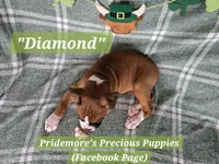 AKC Flashy Fawn "Diamond", a female Boxer for sale in Norwood, MO – Photo 3 of 3