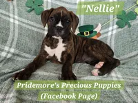 ***PENDING***AKC Brindle "Nellie", a female Boxer for sale in Norwood, MO – Photo 3 of 3