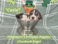 ***Sale Pending***ACA "Catie" Blue Tri, a female Beagle for sale in Norwood, MO – Photo 3 of 3