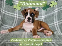 AKC Flashy Fawn "Diamond", a female Boxer for sale in Norwood, MO – Photo 1 of 3