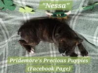 **PENDING Sale***AKC Brindle "Nessa", a female Boxer for sale in Norwood, MO – Photo 2 of 3