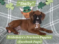 ***PENDING***AKC Fawn "Dally", a female Boxer for sale in Norwood, MO – Photo 2 of 2