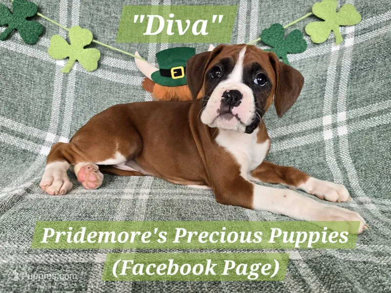 AKC Flashy Fawn "Diva" – Boxer puppy for sale in Norwood, MO
