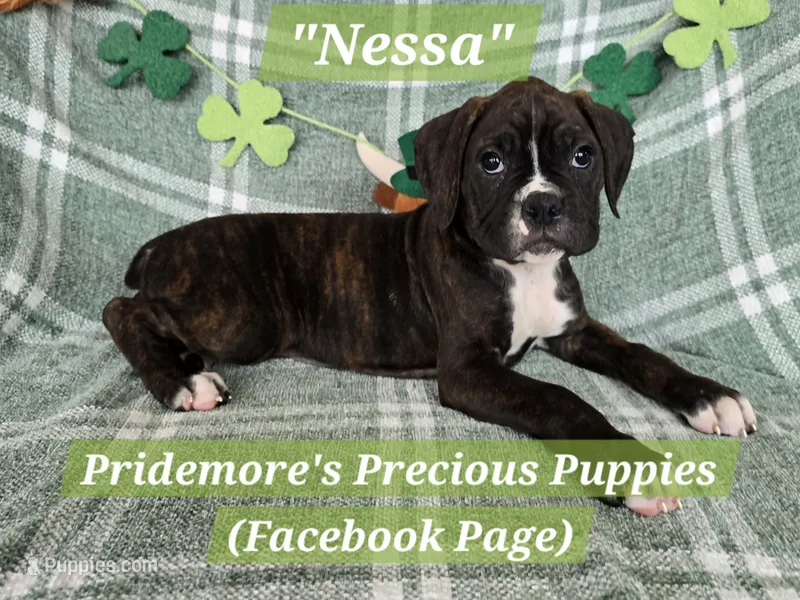 AKC Brindle "Nessa" – Boxer puppy for sale in Norwood, MO