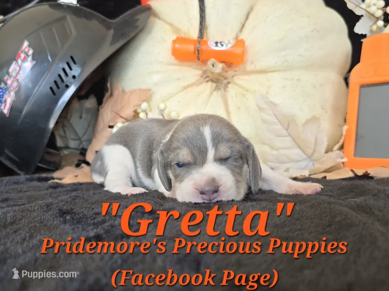 "Gretta" Blue Tri~ACA – Beagle puppy for sale in Norwood, MO
