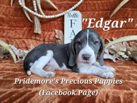 Blue&White "Edgar" ACA, a female Beagle for sale in Norwood, MO – 4 of 6
