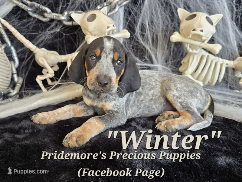 UKC, PKC "Winter" – Bluetick Coonhound puppy for sale in Norwood, MO