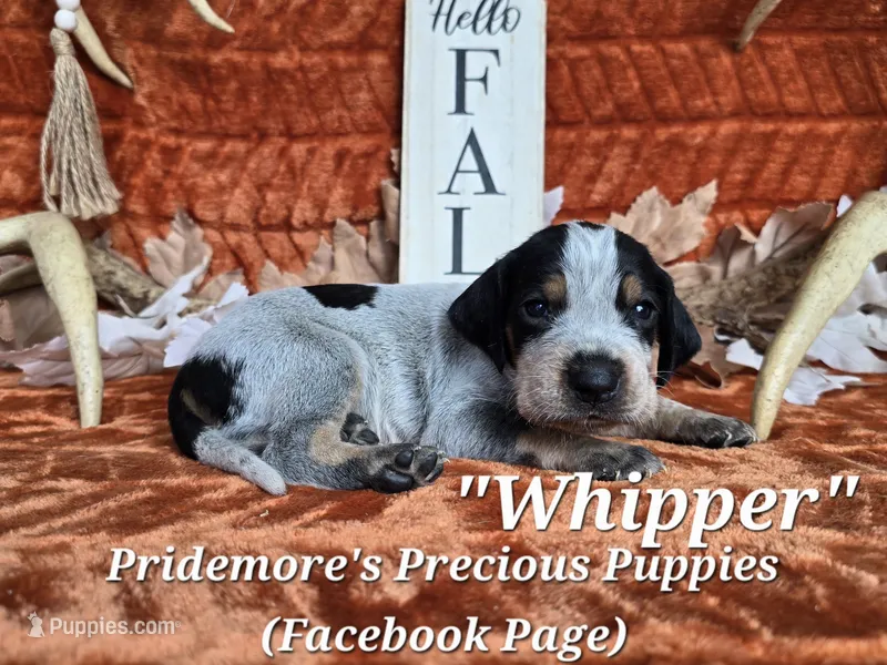 UKC, PKC "Whipper" – Bluetick Coonhound puppy for sale in Norwood, MO