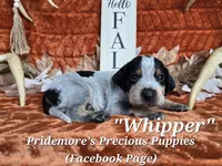 UKC, PKC "Whipper", a male Bluetick Coonhound for sale in Norwood, MO – 1 of 1