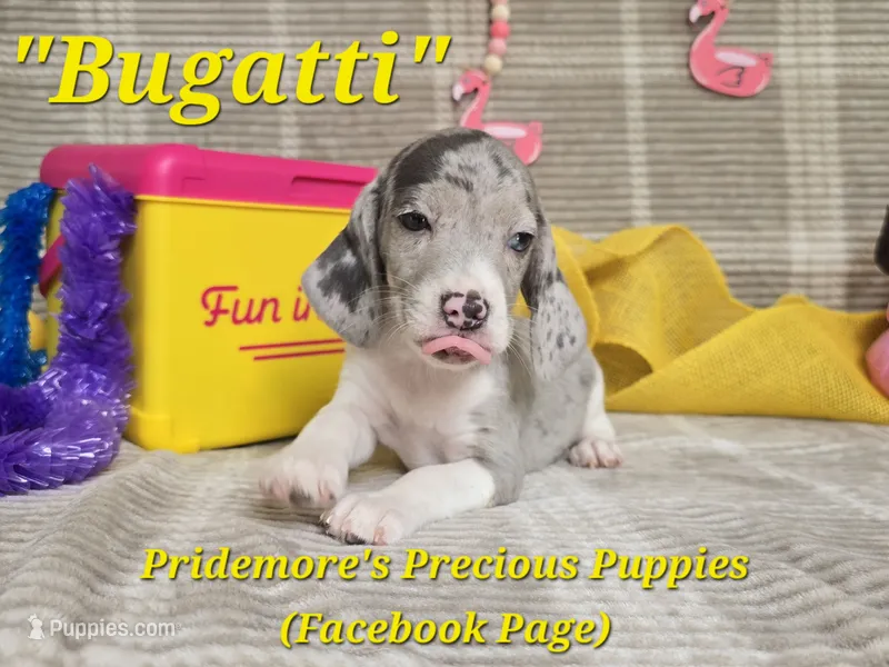 ACA "Bugatti" Blue&White Merle – Beagle puppy for sale in Norwood, MO