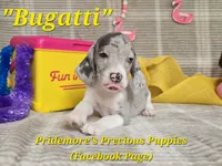 Sale Pending*ACA "Bugatti" Blue&White Merle, a male Beagle for sale in Norwood, MO – 1 of 9