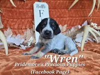 UKC, PKC "Wren", a male Bluetick Coonhound for sale in Norwood, MO – 1 of 1