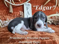 Blue&White "Edgar" ACA, a female Beagle for sale in Norwood, MO – 5 of 6