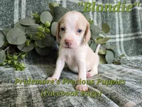 ACA "Blondie" Lemon&White , a female Beagle for sale in Norwood, MO – 6 of 10