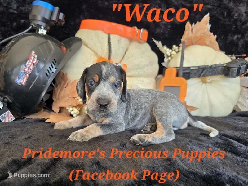 UKC, PKC "Waco" – Bluetick Coonhound puppy for sale in Norwood, MO