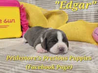 "Edgar" ACA Blue&White, a male Beagle for sale in Norwood, MO – 3 of 3