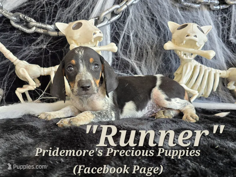 UKC "Runner" – English Coonhound, Bluetick Coonhound puppy for sale in Norwood, MO