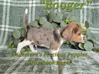 ACA "Booger" Black Tri Merle, a male Beagle for sale in Norwood, MO – 8 of 10