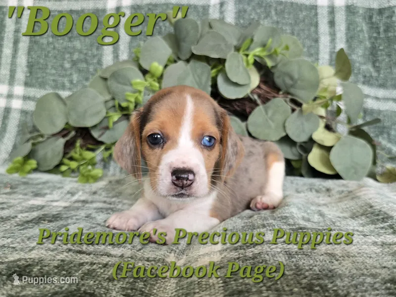 ACA "Booger" Black Tri Merle – Beagle puppy for sale in Norwood, MO
