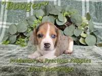ACA "Booger" Black Tri Merle, a male Beagle for sale in Norwood, MO – 1 of 10