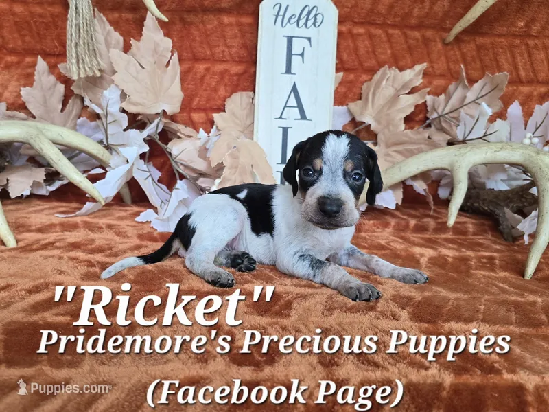 UKC "Ricket" – English Coonhound, Bluetick Coonhound puppy for sale in Norwood, MO