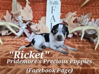 UKC "Ricket", a male English Coonhound and Bluetick Coonhound for sale in Norwood, MO – 1 of 1