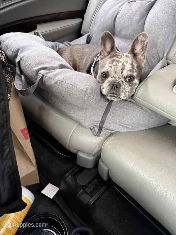 Lana – French Bulldog puppy for sale in New York, NY