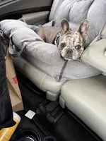 Lana, a female French Bulldog for sale in New York, NY – 1 of 4