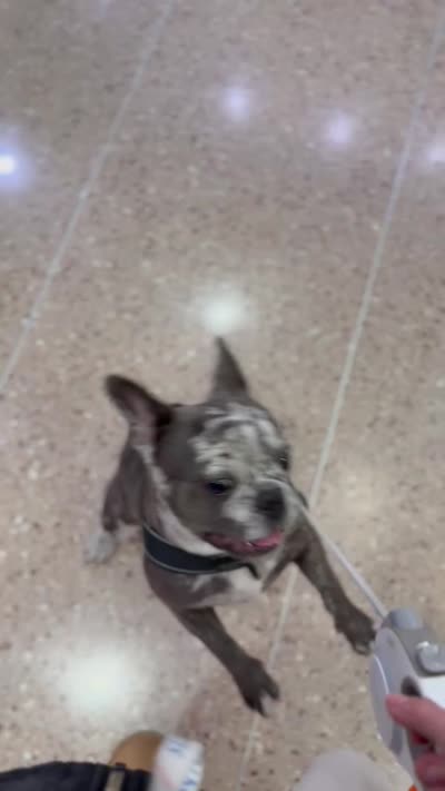 Lana, a female French Bulldog for sale in New York, NY – 4 of 4