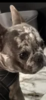 Lana, a female French Bulldog for sale in New York, NY – 3 of 4