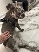 Lana, a female French Bulldog for sale in New York, NY – 2 of 4