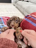 Levi, a male Miniature Dachshund for sale in Taylorville, IL – Photo 2 of 7