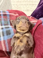 Levi, a male Miniature Dachshund for sale in Taylorville, IL – Photo 7 of 7