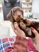 Levi, a male Miniature Dachshund for sale in Taylorville, IL – Photo 4 of 7