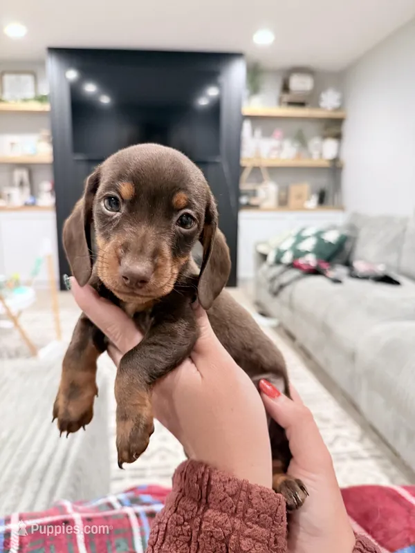Levi, a male Miniature Dachshund for sale in Taylorville, IL – Photo 1 of 7