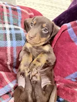 Levi, a male Miniature Dachshund for sale in Taylorville, IL – Photo 6 of 7