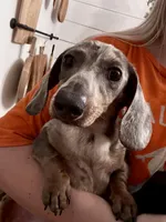 Snickers, a male Miniature Dachshund for sale in Taylorville, IL – Photo 2 of 3