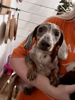 Snickers, a male Miniature Dachshund for sale in Taylorville, IL – Photo 1 of 3